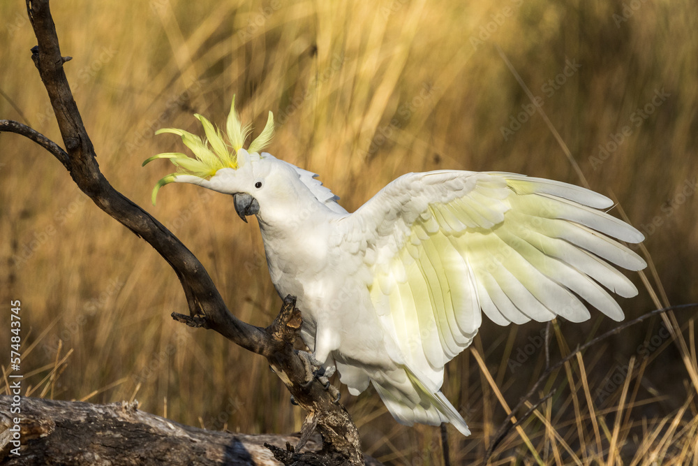 Sulphur-crested Cockatoo in Victoria Australia Sulphur-crested Cockatoo in Victoria Australia