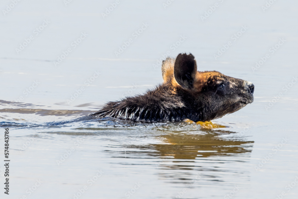 Obraz premium Swimming Swamp Wallaby in Victoria Australia