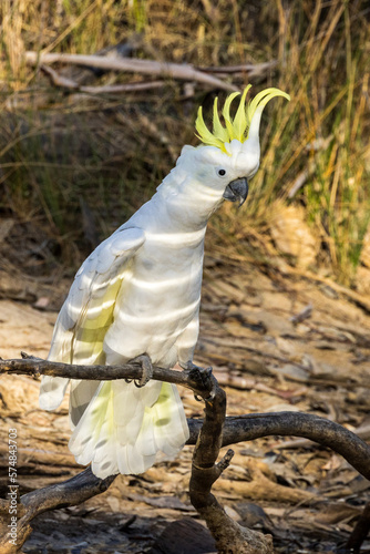 Sulphur-crested Cockatoo in Victoria Australia photo