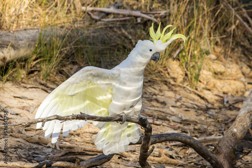 Sulphur-crested Cockatoo in Victoria Australia photo