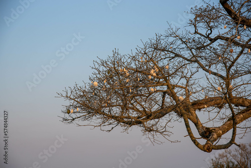 Chorisia speciosa tree