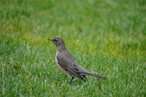 An American Robin hunts for grub in the grass