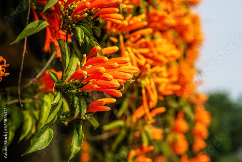Pyrostegia venusta flower, also known as flamevine or orange trumpet vine of the family Bignoniaceae,  an evergreen, vigorously-growing climber. photo
