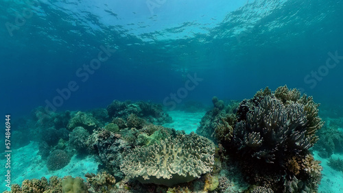 Tropical fishes and coral reef  underwater footage. Seascape under water. Philippines.