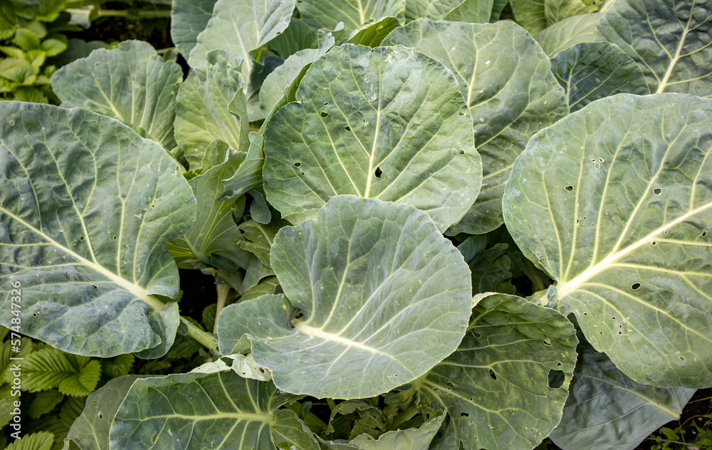 A pile of fresh green cabbage leaves, collected and stacked on the ground, sitting on top, background A pile of fresh green cabbage leaves, collected and stacked on the ground, sitting on top, background