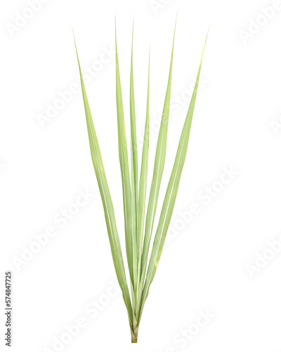 Sugarcane leaf. File PNG.