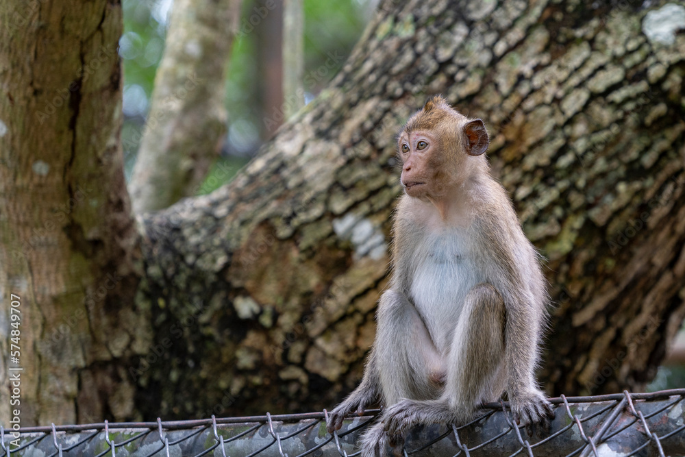 The monkey is sitting on the fence holding on to it with his hands.
Crab-eating macaque (Macaca fascicularis) or Javanese macaque. A medium-sized monkey, body length from 40 to 60-65 cm.