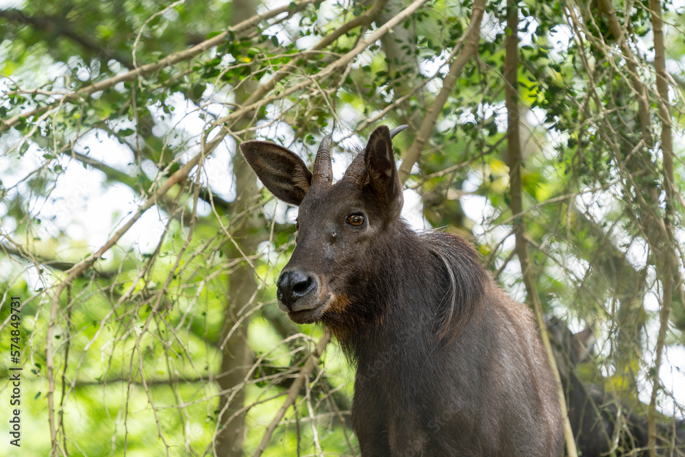 Portrait of a Sumatran serow who has climbed a hill and is watching from there.
Sumatran Serau (Capricornis sumatraensis). Portrait of a Sumatran serow who has climbed a hill and is watching from there.
Sumatran Serau (Capricornis sumatraensis).