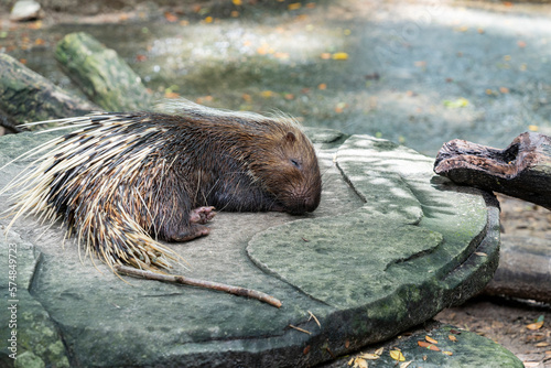 A porcupine sleeps on a stone in the aviary of the city zoo.
Body length is from 38 to 90 cm. Weight is from 2-3 kg and reaches 27 kg. The back, sides and tail of porcupines are covered with needles. photo