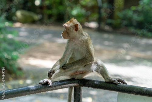 The monkey sits on the fence with its legs apart and turning its head to the side. Crab-eating macaque (Macaca fascicularis) or Javanese macaque. A medium-sized monkey, body length from 40 to 60-65 cm © ELENA MASTEROVA