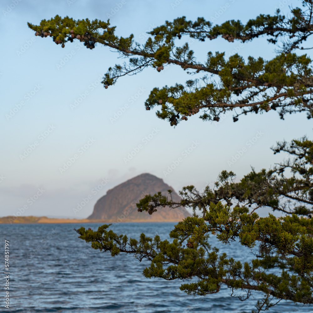 Morro Bay State Park views. Some of those views are the Morro Rock, the marshes, wetlands with many birds, elevated wooden path, starfish, smoke stacks, sand dunes, surfers, wildflowers, large trees. Morro Bay State Park views. Some of those views are the Morro Rock, the marshes, wetlands with many birds, elevated wooden path, starfish, smoke stacks, sand dunes, surfers, wildflowers, large trees.