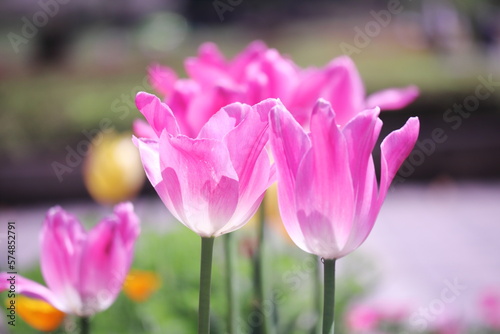 ピンクの可愛いチューリップの花