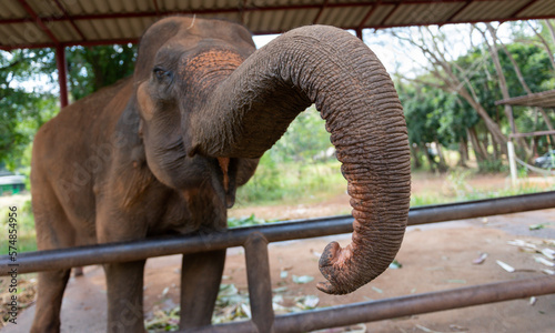Photography A playful elephant in Thailand
