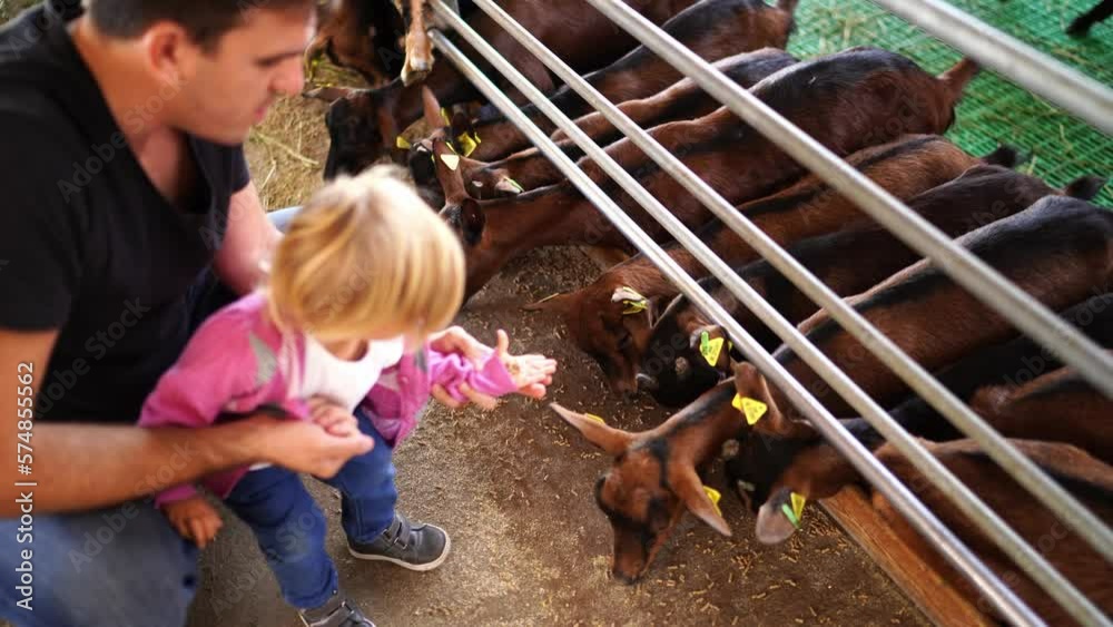 Dad and little girl feeding grain to goats in a paddock at the farm