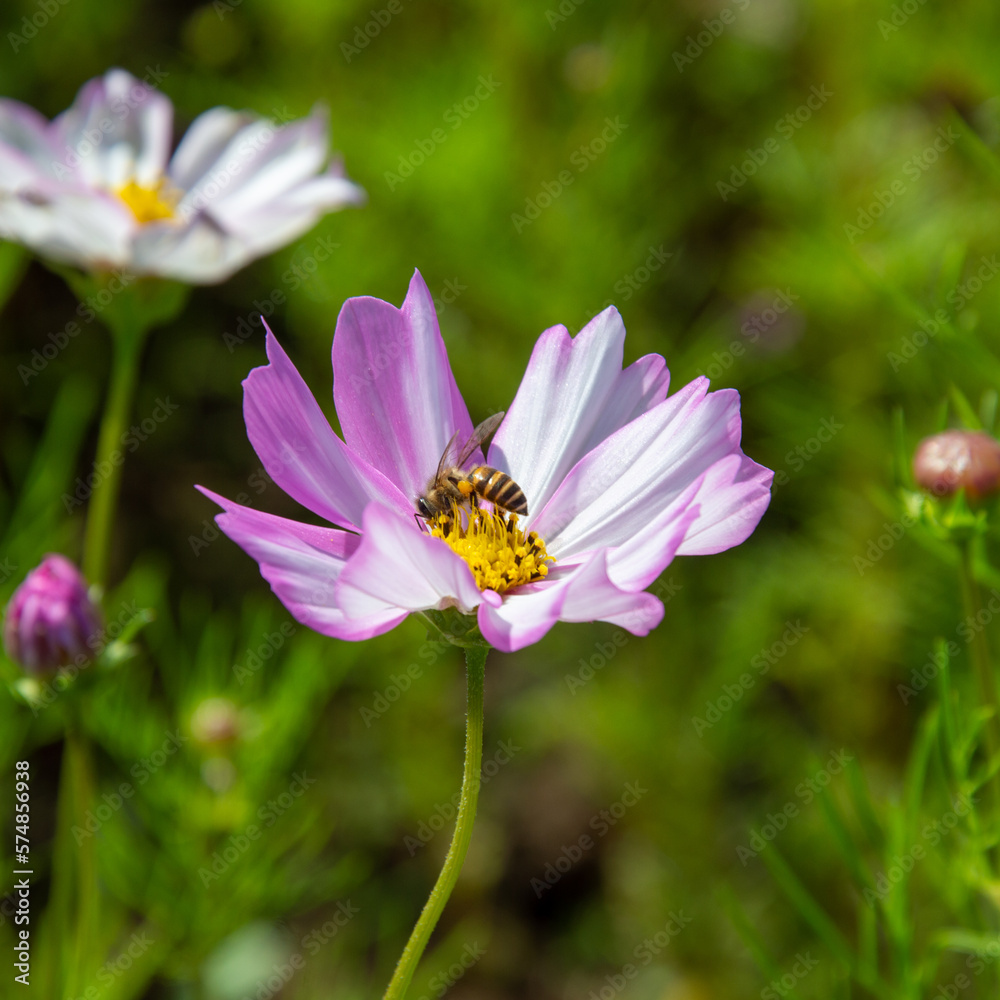 Pink cosmos flowers blooming outdoors. A little bee sits on yellow pollen. Sunny afternoon in a botanical garden. Pink cosmos flowers blooming outdoors. A little bee sits on yellow pollen. Sunny afternoon in a botanical garden.