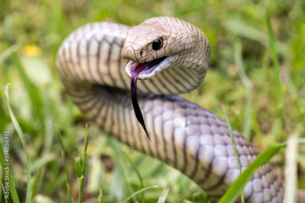Fototapeta premium Highly Venomous Eastern Brown Snake
