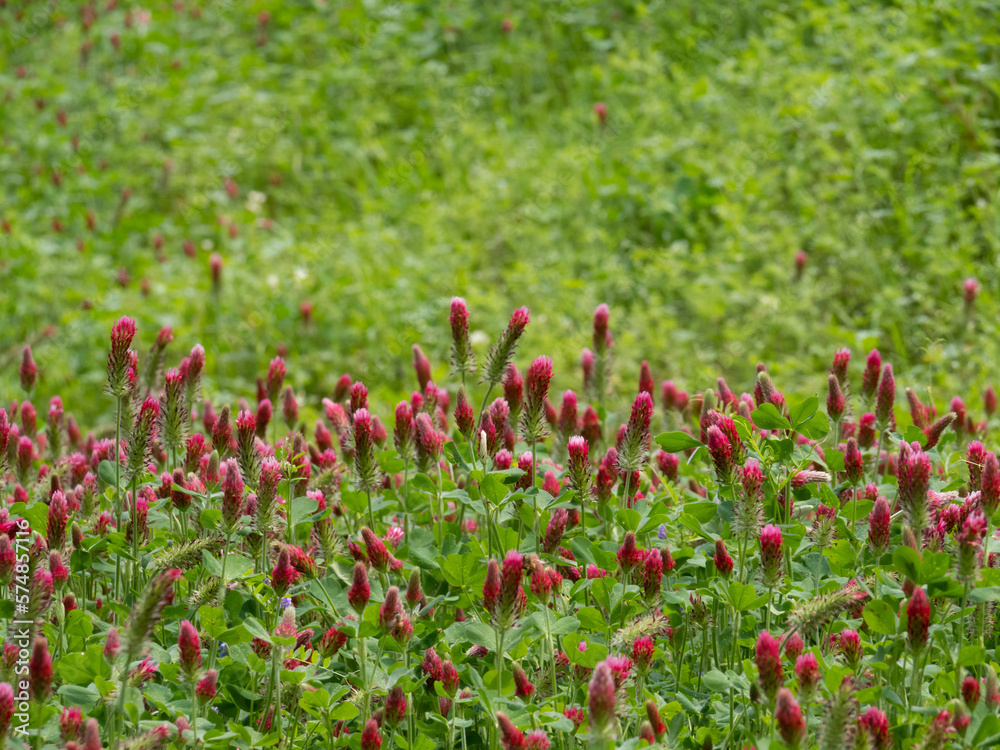 Close Up of Multiple Crimson Clover Blossoms Photographed with Shallow Depth of Focus