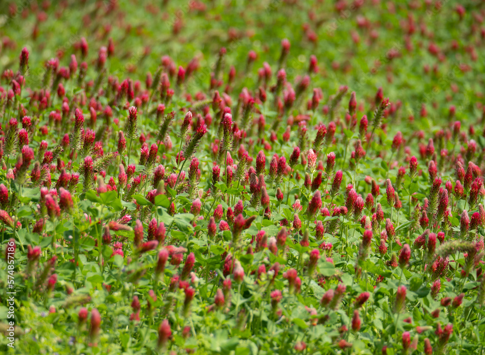 Meadow with Multiple Crimson Clover Flowers