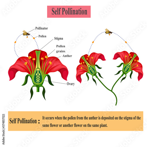 Photo self pollination occurs when pollen from anther is deposited on the stigma of same flower or another flower on the same plant