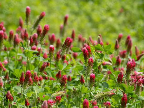 Close Up of Multiple Crimson Clover Blossoms