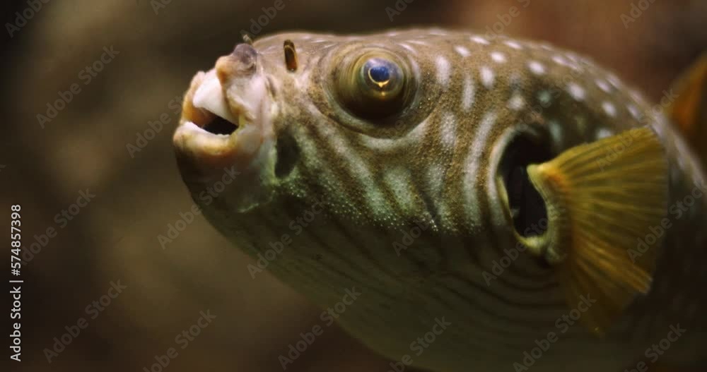 Fugu or Pufferfish with deformed mouth or lips. Clumsy animal with funny face Fugu or Pufferfish with deformed mouth or lips. Clumsy animal with funny face