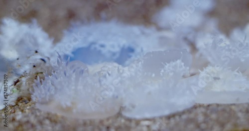 Close Up of a group or colony of Upside Down Jellyfish or Cassiopea Andromeda photo