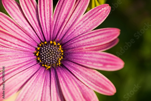 Close up macro pink flower