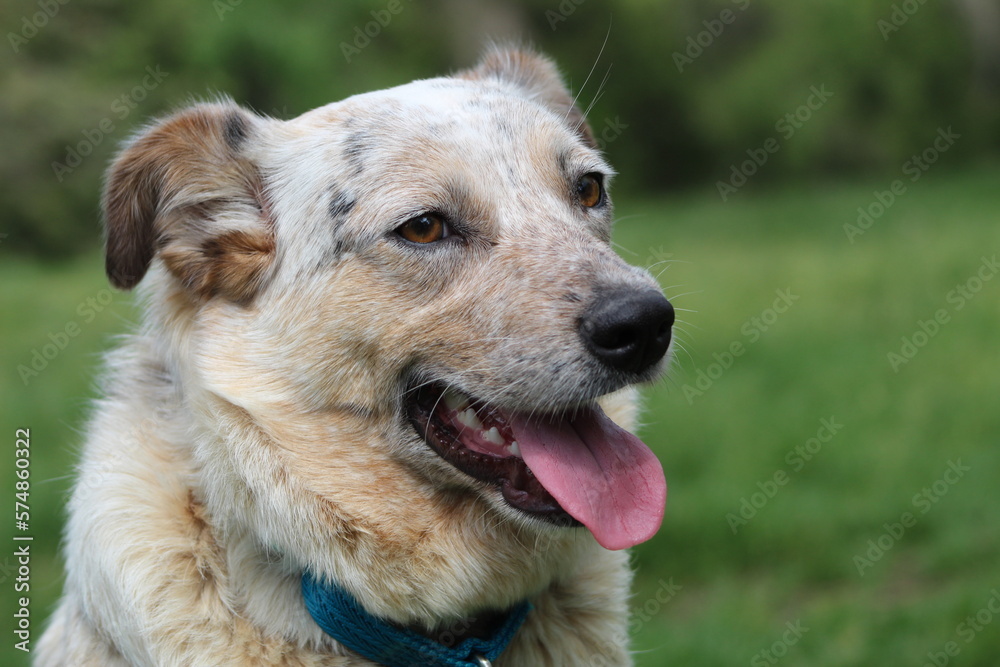 Portrait of a mutt dog