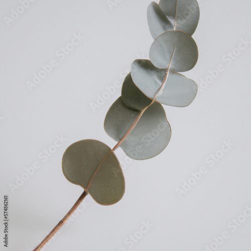 Eucalyptus branch white background