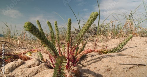 Euphorbia paralias or sea spurge flower on sandy beach in wind, wide angle closeup view photo