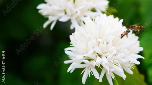 Dwarf or Red dwarf Honey bee on Robusta coffee blossom on tree plant with green leaf with black color in background. Petals and white stamens of blooming flowers