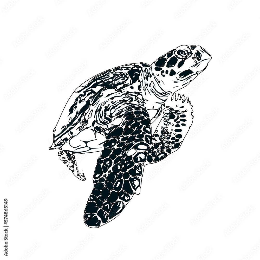 Obraz premium Black and white sketch of a turtle with transparent background