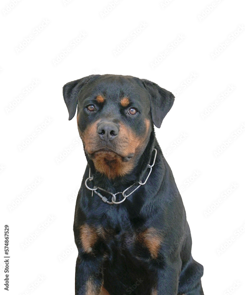 Portrait of dog rottweiler, guard dog for security. Isolated, transparent background.