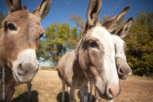 Εκτύπωση καμβά Three curious donkeys