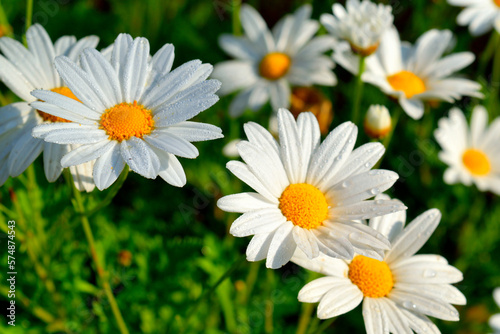 Beautiful white flowers in garden with water drops in sunshine