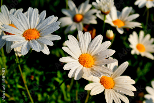 Beautiful white flowers in garden with water drops in sunshine