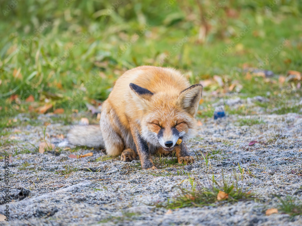 Fototapeta premium Close up of a red fox Vulpes vulpes, sitting on a path in the forest.
