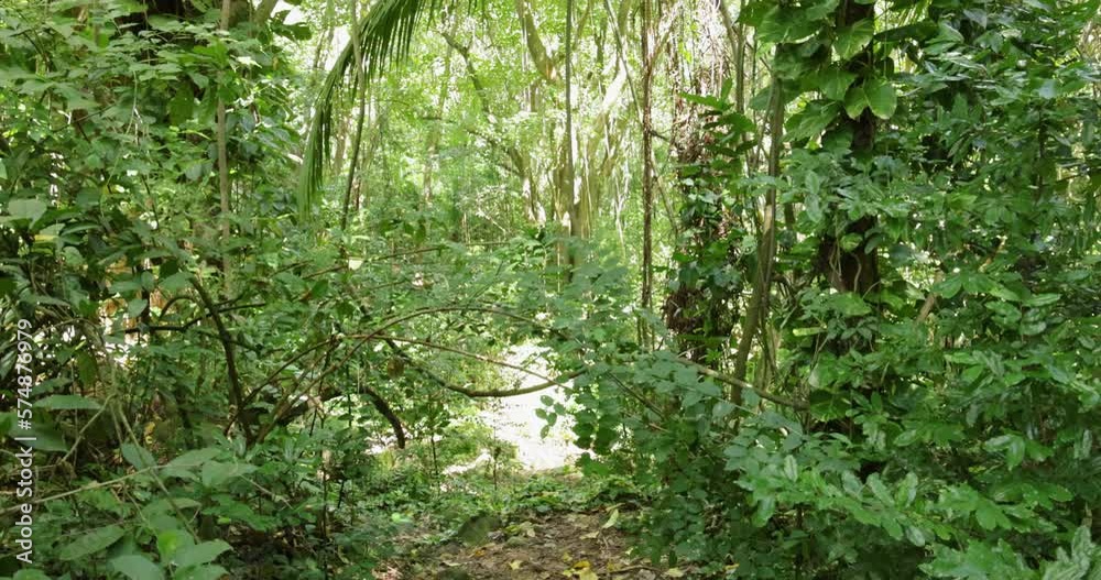 Tilt up-Tropical vegetation background-tilt up Tilt up-Tropical vegetation background-tilt up