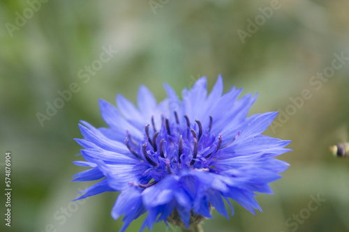 blooming of blue cornflower flower close up  Blue Macro image of Cornflower  Micro Photo  Nature blue floral background  hurtsickle or cyani flower  Flower Bud  Beautiful flowers  Blue Flower in garg 