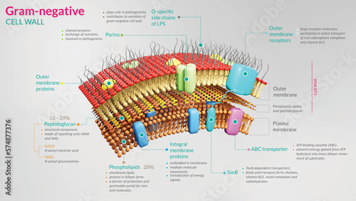 3D illustration of Gram-negative bacteria cell wall. It shows all necessary cell wall components which includes peptidoglycan and lipopolysaccharide layer. photo