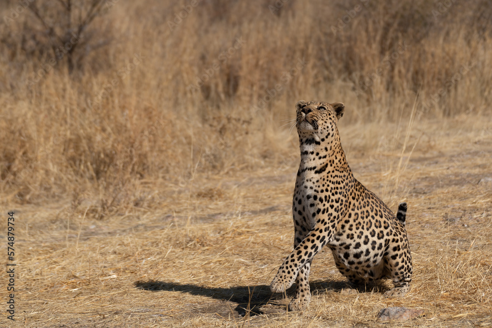a leopard searching for prey in the grasslands of Namibia's Kalahari Desert a leopard searching for prey in the grasslands of Namibia's Kalahari Desert