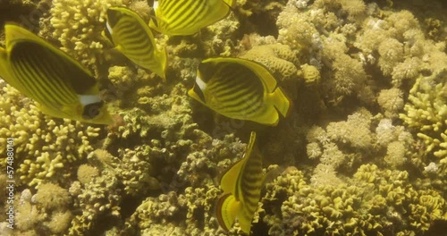 Raccoon butterflyfish School in The Cral Reef of The Red Sea of Egypt photo