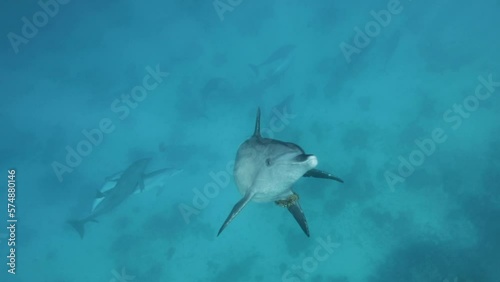 Dolphin in The Coral Reef of The Red Sea of Egypt photo