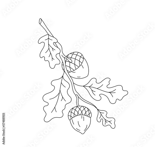 Vector isolated one single oak branch with leaves and acorns colorless black and white contour line easy drawing photo
