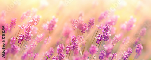 Selective and soft focus on lavender flowers, beautiful lavender in flower garden lit by sunlight, flower background