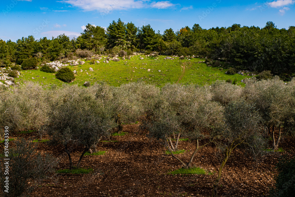 Obraz premium trees and forest on the mountain