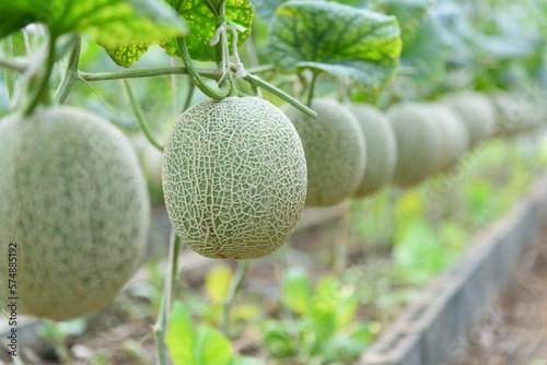 Closeup focus to  Fresh green melon in greenhouse