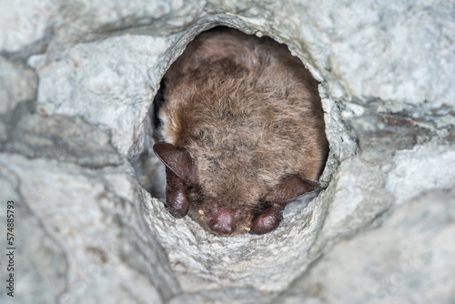 Canvastavla Hibernating Pond bat (Myotis dasycneme)