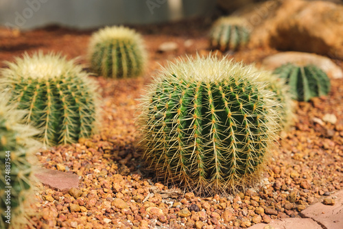 Closeup image of Golden Barrel Cactus or Echinocactus grusonii in botanic garden