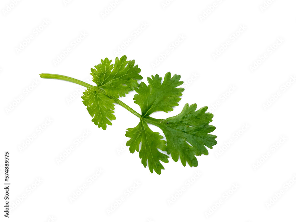 coriander leaf on a white background coriander leaf on a white background